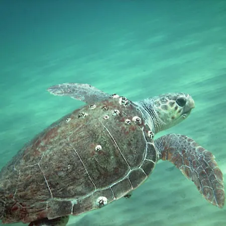 Apartmán Belvedere - Panoramic Sea View Apts