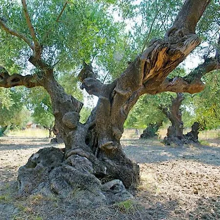 Belvedere - Panoramic Sea View Apts * Vasilikí